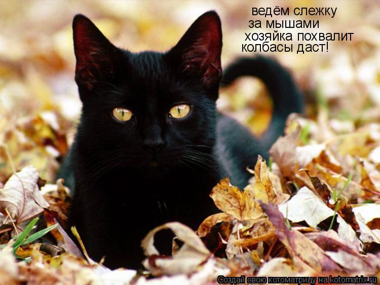 Котоматрица: ведём слежку за мышами хозяйка похвалит колбасы даст!