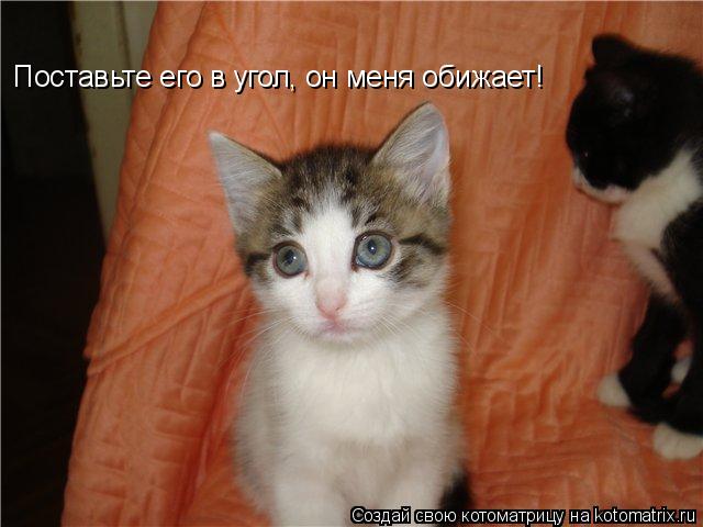 Поставьте его в угол, он меня обижает!... Котоматрица: Поставьте его в угол, он меня обижает!