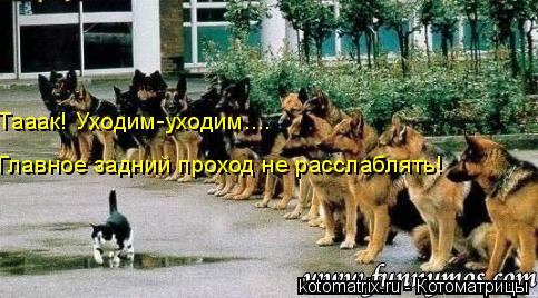 Тааак! Уходим-уходим.... Главное задний проход не расслаблять!... Котоматрица: Тааак! Уходим-уходим.... Главное задний проход не расслаблять!
