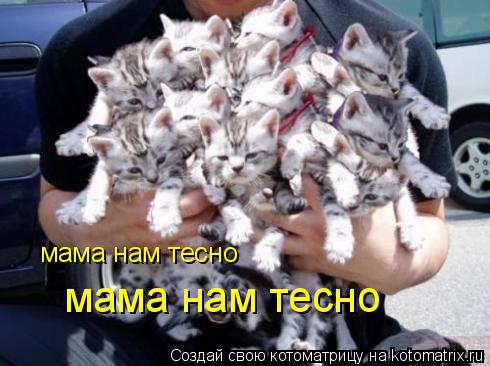 Котоматрица: мама нам тесно мама нам тесно