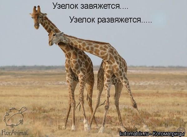 Узелок завяжется.... Узелок развяжется........ Котоматрица: Узелок завяжется.... Узелок развяжется.....