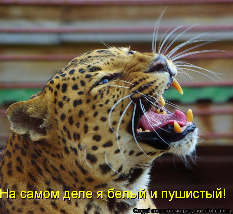 Котоматрица: На самом деле я белый и пушистый!