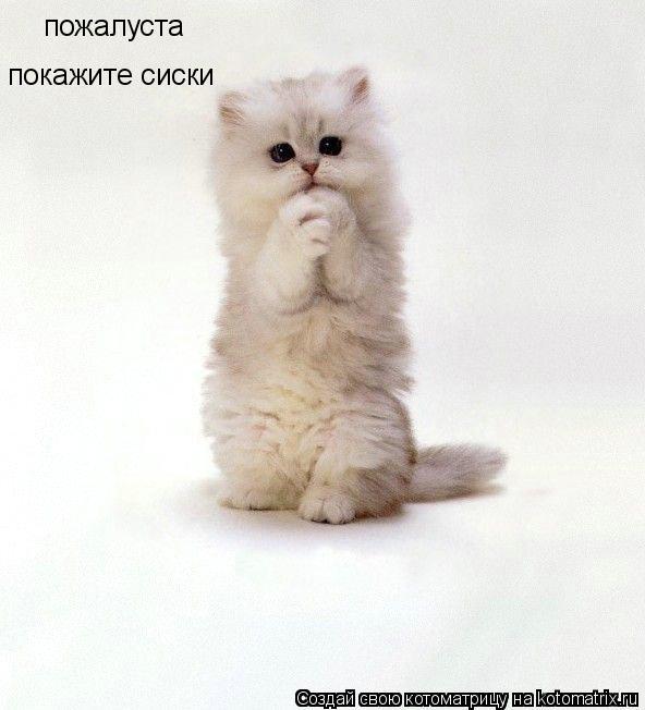 пожалуста покажите сиски... Котоматрица: пожалуста покажите сиски