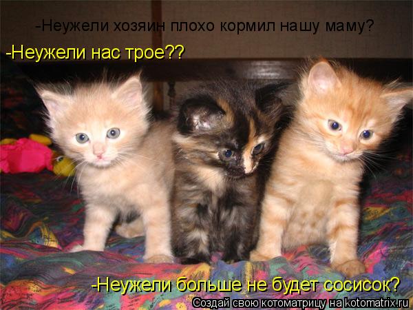 Котоматрица: -Неужели нас трое?? -Неужели хозяин плохо кормил нашу маму? -Неужели больше не будет сосисок?