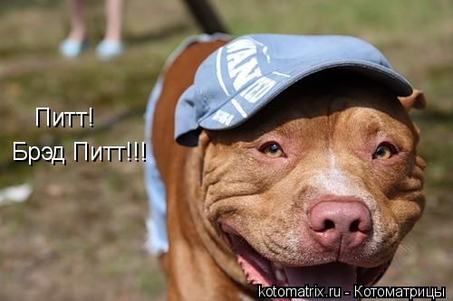 Котоматрица: Питт! Брэд Питт!!!