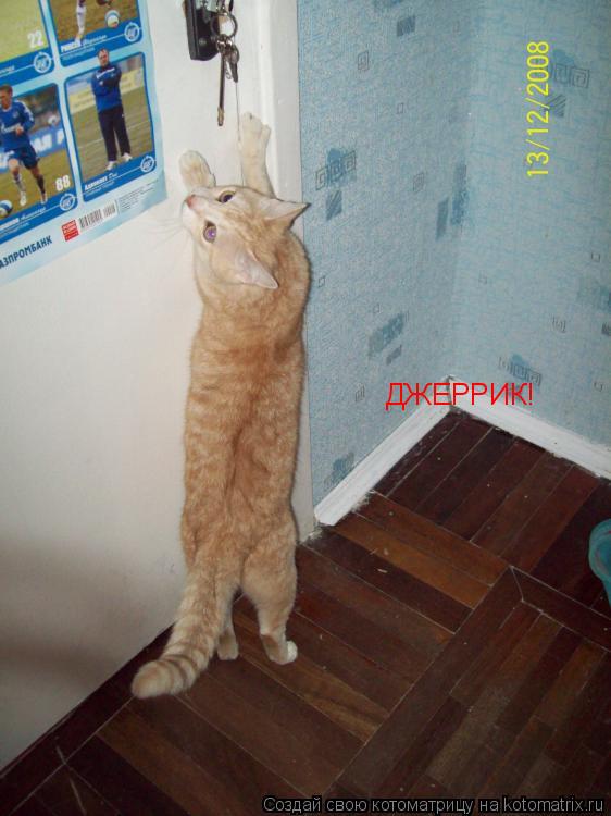 Котоматрица: ДЖЕРРИК!