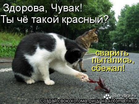 Котоматрица: Здорова, Чувак! Ты чё такой красный? сварить  пытались, сбежал!