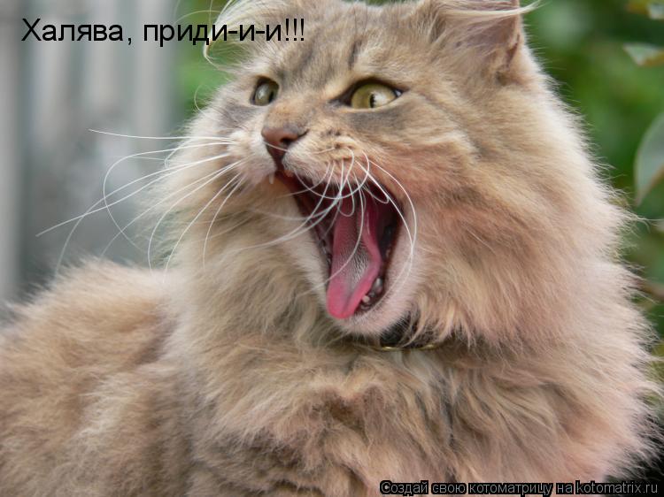 Котоматрица: Халява, приди-и-и!!!