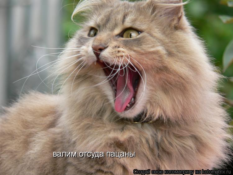 Котоматрица: валим отсуда пацаны