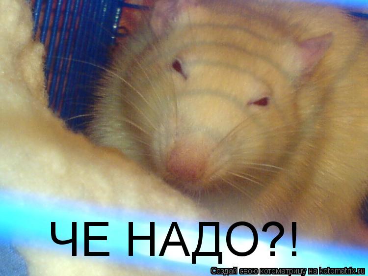 Котоматрица: ЧЕ НАДО?!