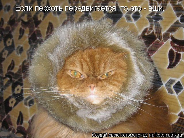 Котоматрица: Если перхоть передвигается, то это - вши.
