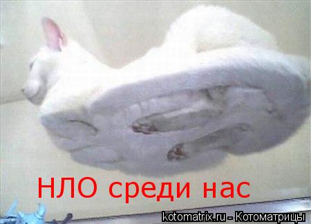 НЛО среди нас... Котоматрица: НЛО среди нас