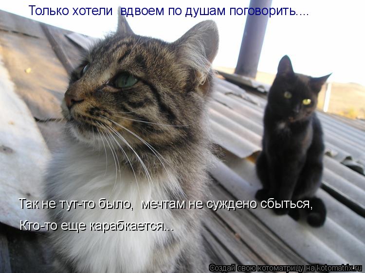 Котоматрица: Только хотели  вдвоем по душам поговорить.... Так не тут-то было,  мечтам не суждено сбыться,  Кто-то еще карабкается...