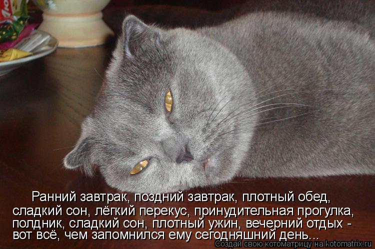 Ранний завтрак, поздний завтрак, плотный обед, сладкий сон, лёгкий перекус, принудительная прогулка, ... Котоматрица: Ранний завтрак, поздний завтрак, плотный обед, сладкий сон, лёгкий перекус, принудительная прогулка, полдник, сладкий сон, плотный ужин, веч