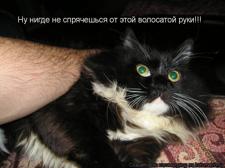 Котоматрица: Ну нигде не спрячешься от этой волосатой руки!!!