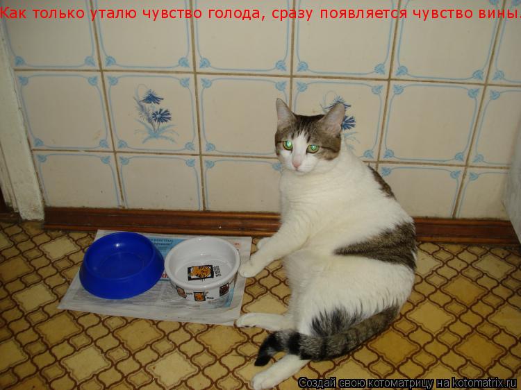 Котоматрица: Как только уталю чувство голода, сразу появляется чувство вины.....