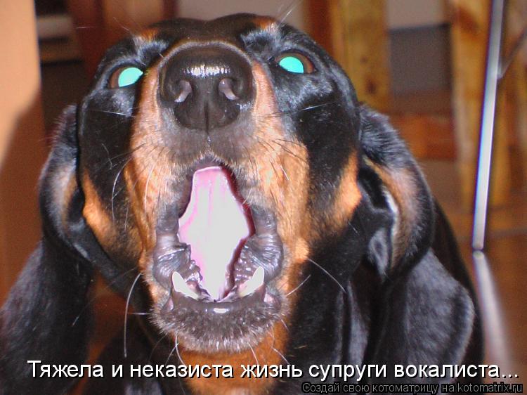 Тяжела и неказиста жизнь супруги вокалиста...... Котоматрица: Тяжела и неказиста жизнь супруги вокалиста...