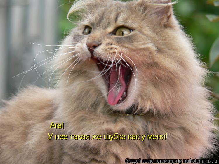Ага! У нее такая же шубка как у меня!... Котоматрица: Ага! У нее такая же шубка как у меня!