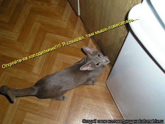 Откройте-ка холодильник!!!! Я слышал, там мышь повесилась....... Котоматрица: Откройте-ка холодильник!!!! Я слышал, там мышь повесилась....