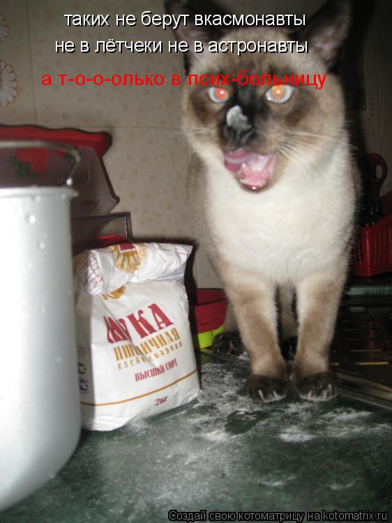 Котоматрица: таких не берут вкасмонавты не в лётчеки не в астронавты а т-о-о-олько в псих-больницу