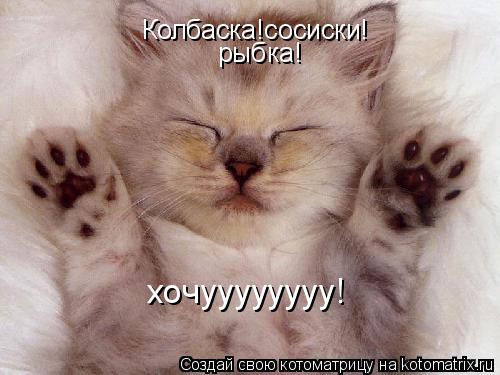 Котоматрица: Колбаска!сосиски! рыбка! хочуууууууу!