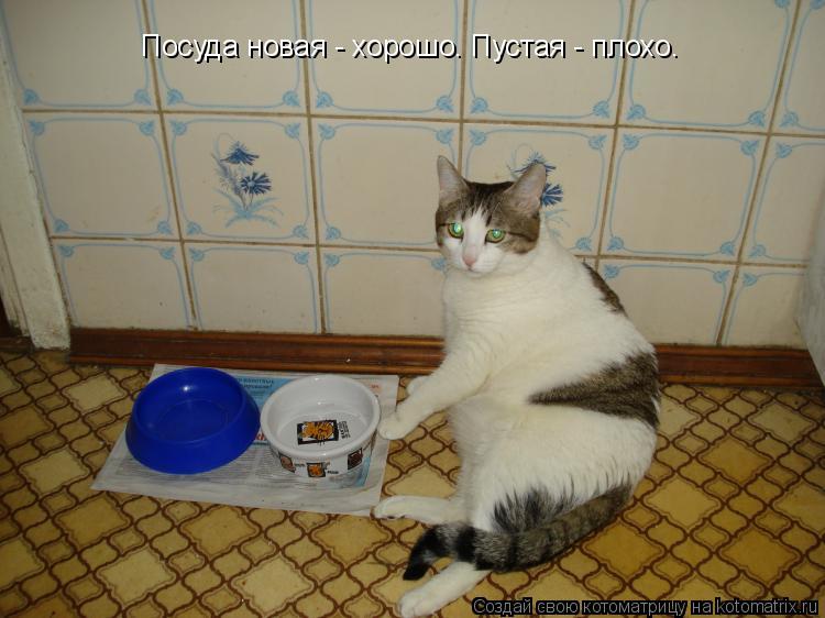 Котоматрица: Посуда новая - хорошо. Пустая - плохо.