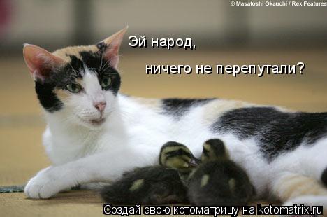Котоматрица: Эй народ, ничего не перепутали?