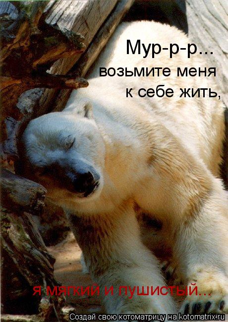 Котоматрица: Мур-р-р... возьмите меня  к себе жить, я мягкий и пушистый...