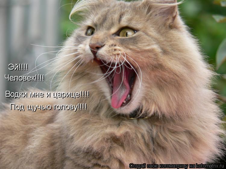 Котоматрица: Водки мне и царице!!!! Под щучью голову!!!! Эй!!!! Человек!!!!