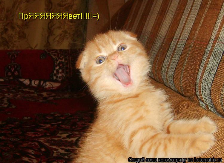 ПрЯЯЯЯЯЯЯвет!!!!!=)... Котоматрица: ПрЯЯЯЯЯЯЯвет!!!!!=)