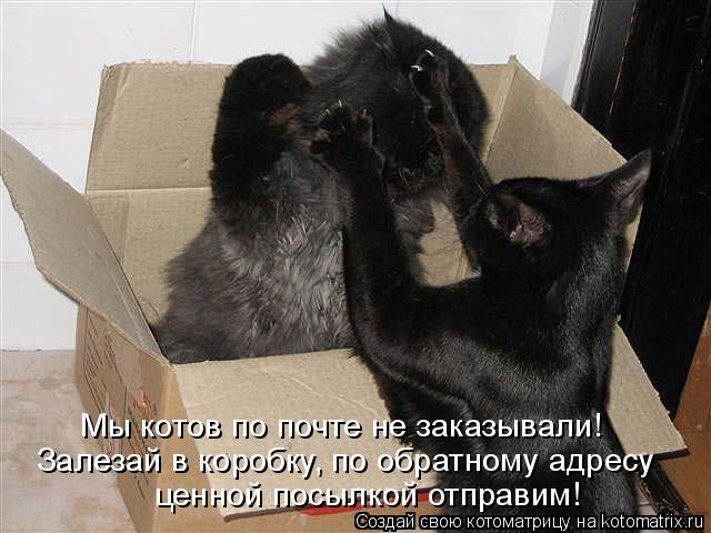 Мы котов по почте не заказывали! Залезай в коробку, по обратному адресу ценной посылкой отправим!... Котоматрица: Мы котов по почте не заказывали! Залезай в коробку, по обратному адресу ценной посылкой отправим!