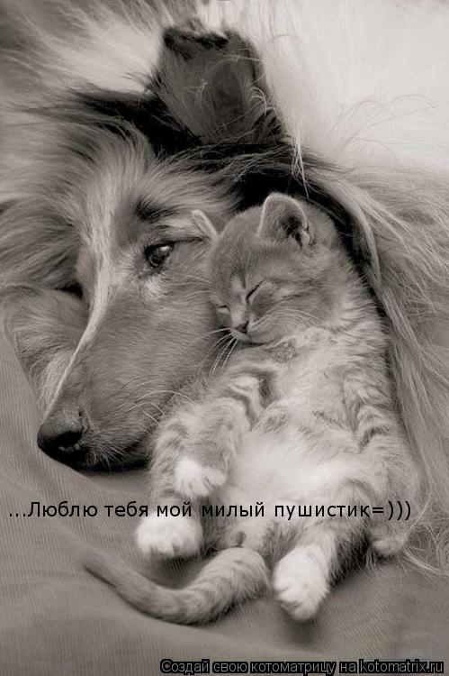 Котоматрица: ...Люблю тебя мой милый пушистик=)))