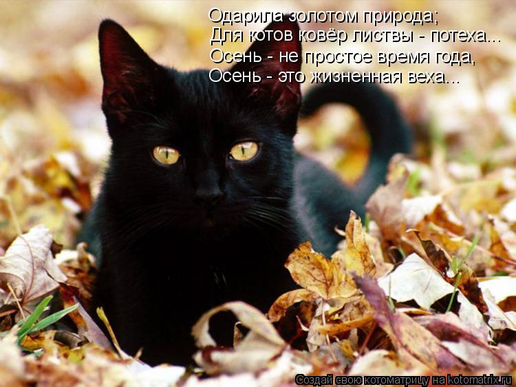 Котоматрица: Для котов ковёр листвы - потеха... Осень - не простое время года, Осень - это жизненная веха... Одарила золотом природа;
