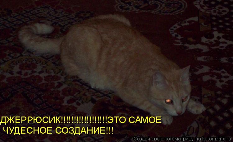Котоматрица: ДЖЕРРЮСИК!!!!!!!!!!!!!!!!!!ЭТО САМОЕ  ЧУДЕСНОЕ СОЗДАНИЕ!!!