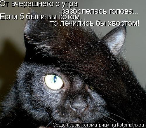 От вчерашнего с утра разболелась голова... Если б были вы котом, то лечились бы хвостом!... Котоматрица: От вчерашнего с утра разболелась голова... Если б были вы котом, то лечились бы хвостом!