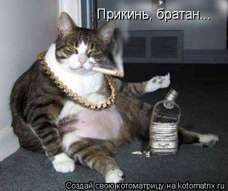Прикинь, братан...... Котоматрица: Прикинь, братан...