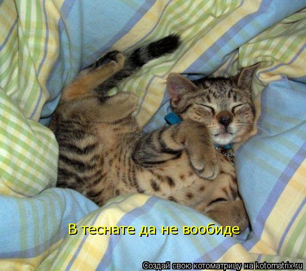 В теснате да не вообиде... Котоматрица: В теснате да не вообиде