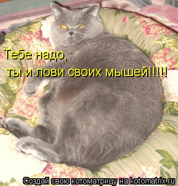Котоматрица: Тебе надо,  ты и лови своих мышей!!!!!