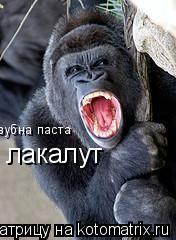 Котоматрица: лакалут зубна паста