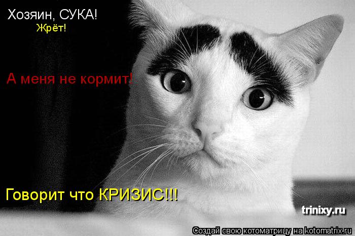 Котоматрица: Хозяин, СУКА! Жрёт! А меня не кормит! Говорит что КРИЗИС!!!