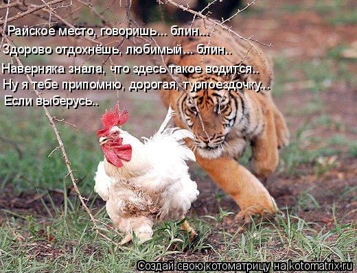 Райское место, говоришь... блин... Здорово отдохнёшь, любимый... блин.. Наверняка знала, что здесь та... Котоматрица: Райское место, говоришь... блин... Здорово отдохнёшь, любимый... блин.. Наверняка знала, что здесь такое водится.. Ну я тебе припомню, дорогая, ту