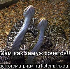 Котоматрица: Мам,как замуж хочется!!!