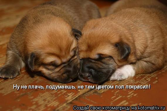 Ну не плачь, подумаешь, не тем цветом пол покрасил!... Котоматрица: Ну не плачь, подумаешь, не тем цветом пол покрасил!