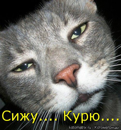 Котоматрица: Сижу.... Курю....