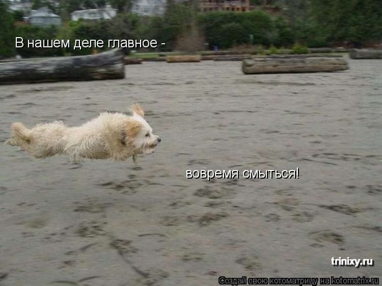 Котоматрица: В нашем деле главное -  вовремя смыться!