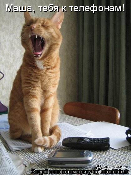 Котоматрица: Маша, тебя к телефонам!
