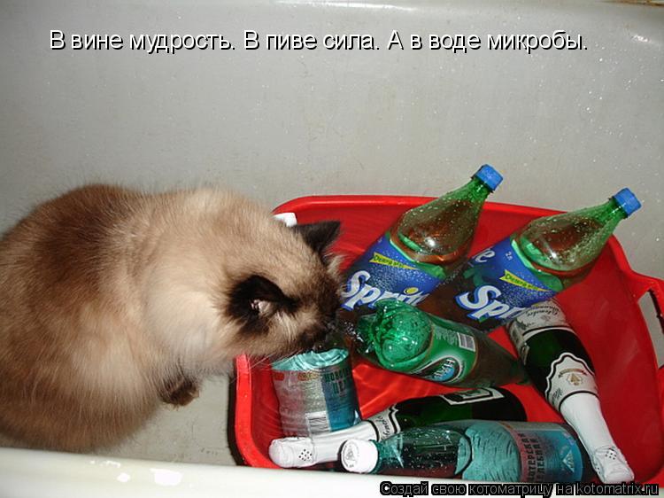 Котоматрица: В вине мудрость. В пиве сила. А в воде микробы.