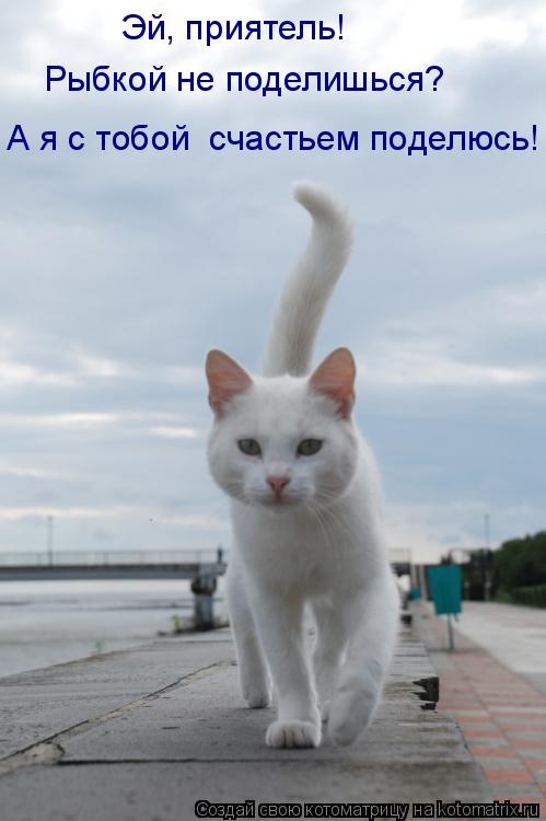 Котоматрица: А я с тобой  счастьем поделюсь! Эй, приятель!  Рыбкой не поделишься?