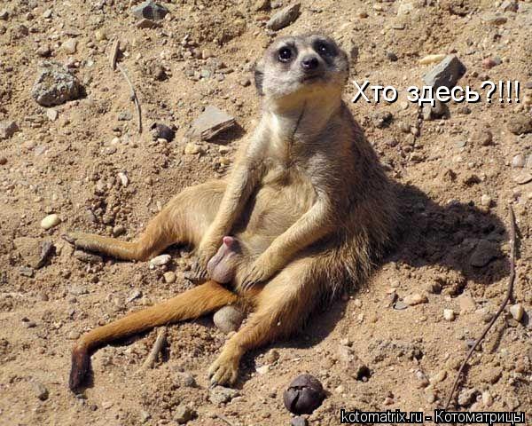 Котоматрица: Хто здесь?!!!