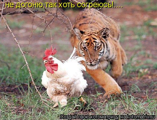 не догоню,так хоть согреюсь!....... Котоматрица: не догоню,так хоть согреюсь!....